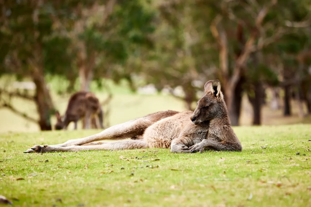 Wildlife on the Great Ocean Road