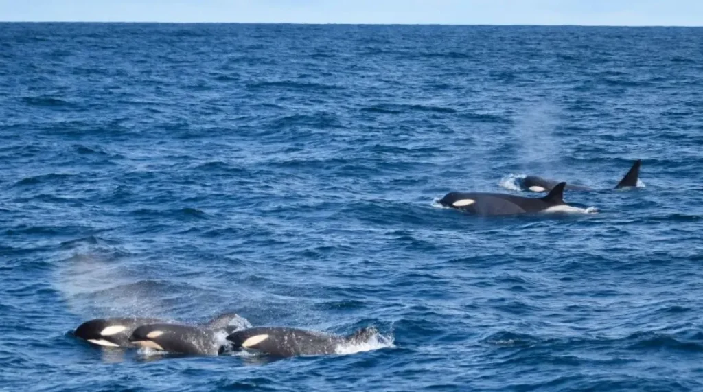 Ocean Adventures at Phillip Island