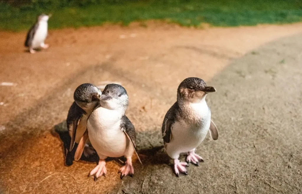 The Penguin Parade