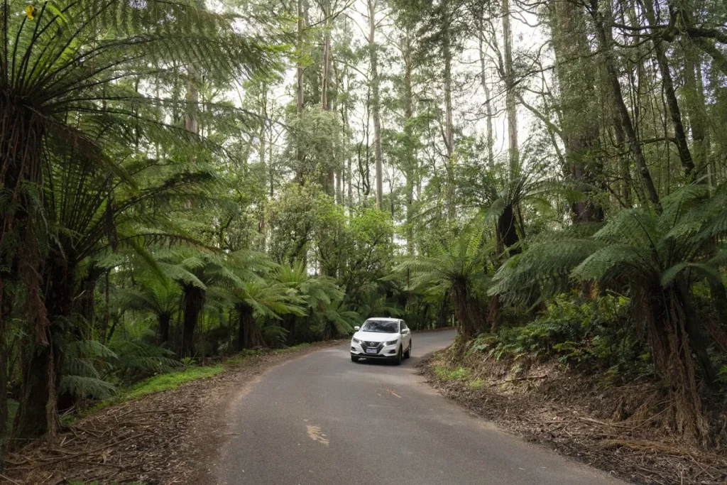 Drive the Great Ocean Road