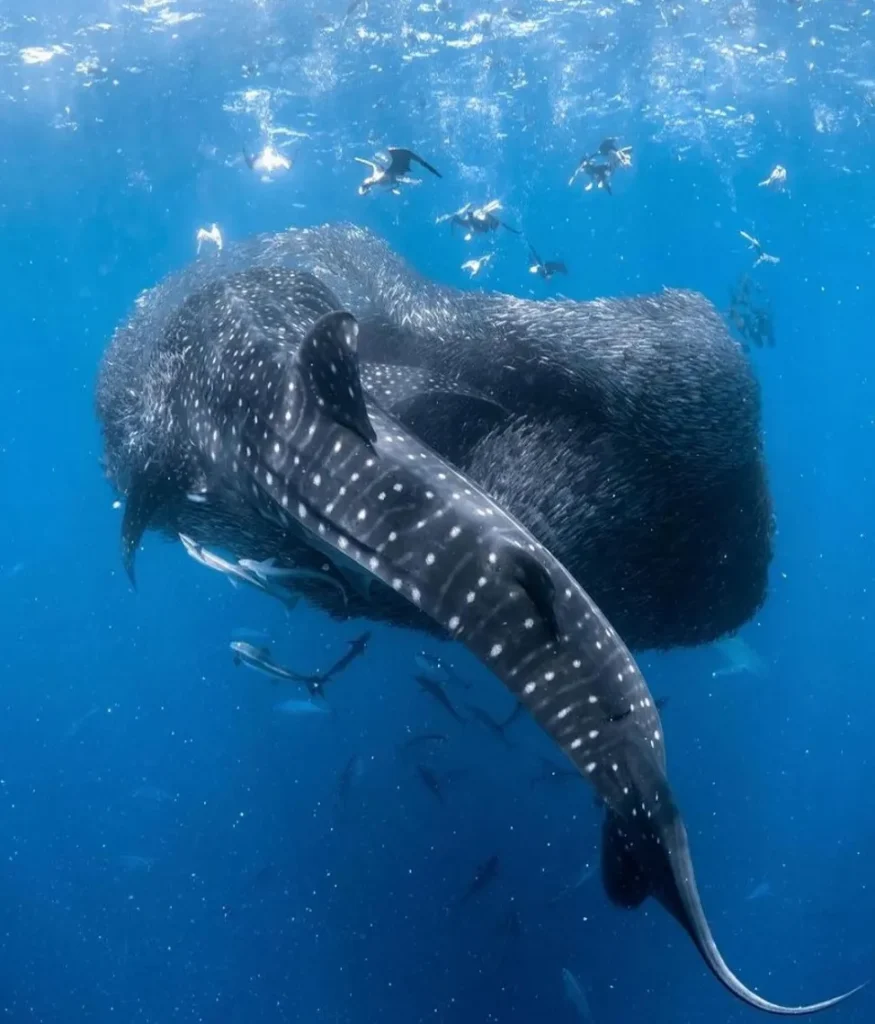 How to Get to Exmouth to Swim with the Whale Sharks