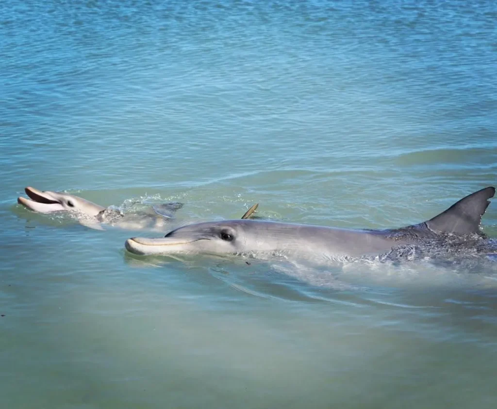 Protecting the Dolphins