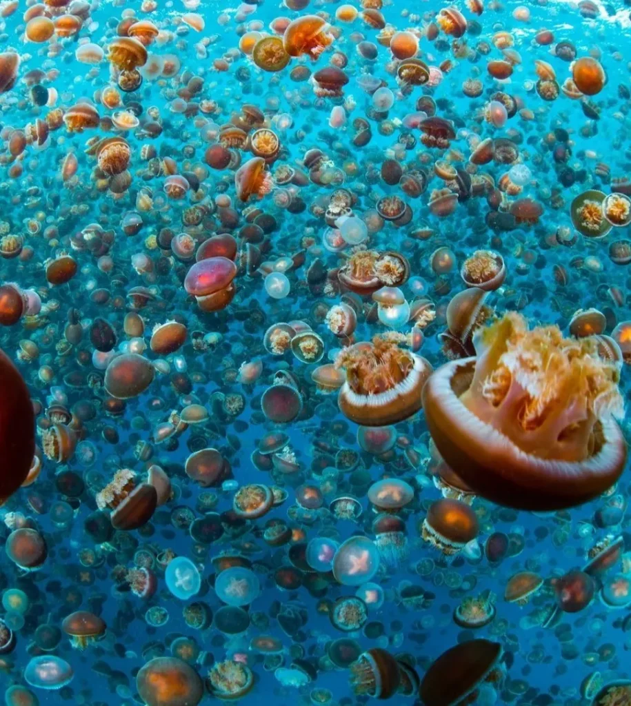 Snorkeling and Diving at Ningaloo Reef