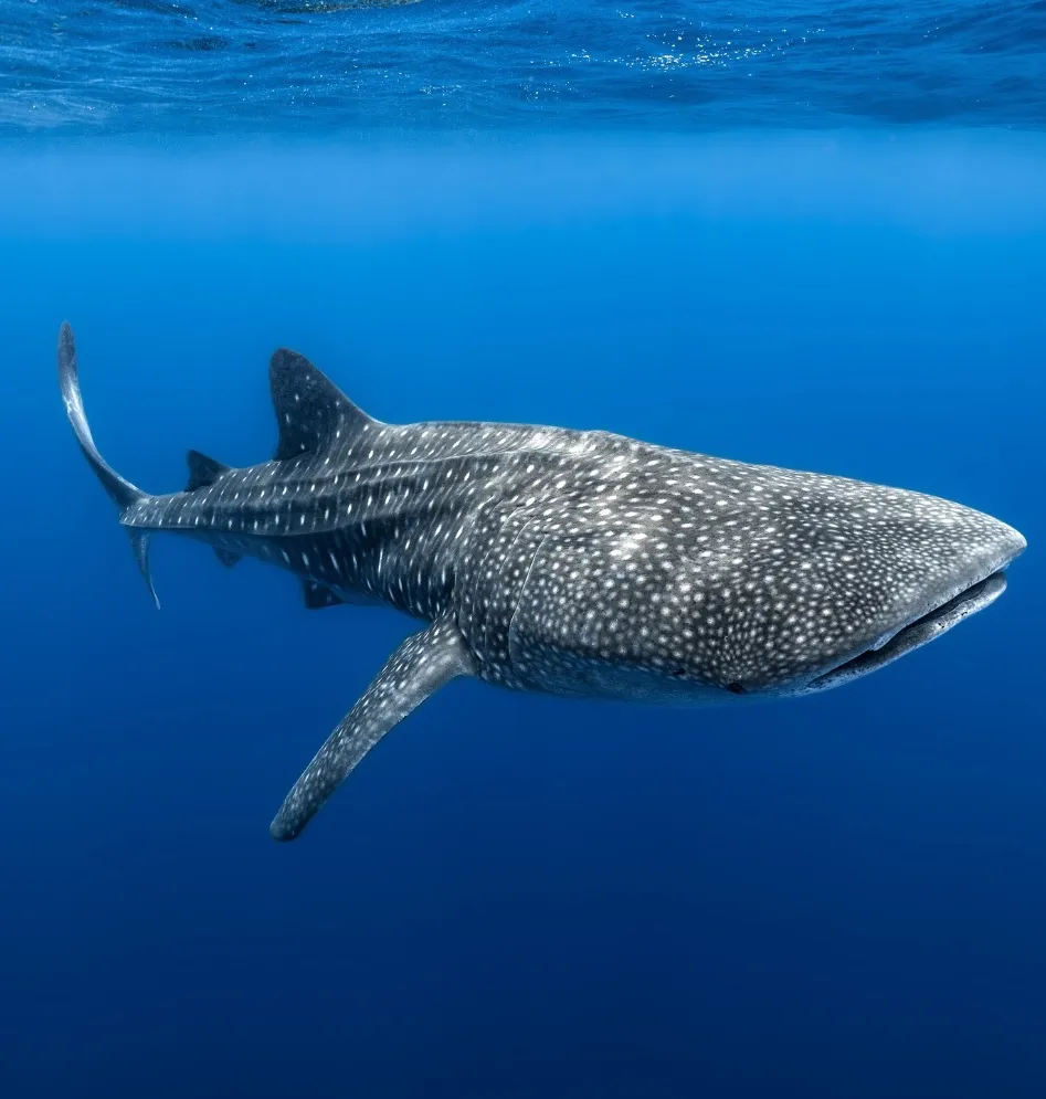 Swimming with Whale Sharks Australia