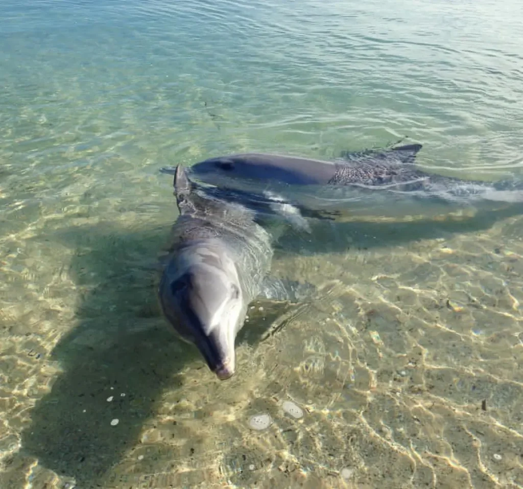 The Bottlenose Dolphins Phenomenon