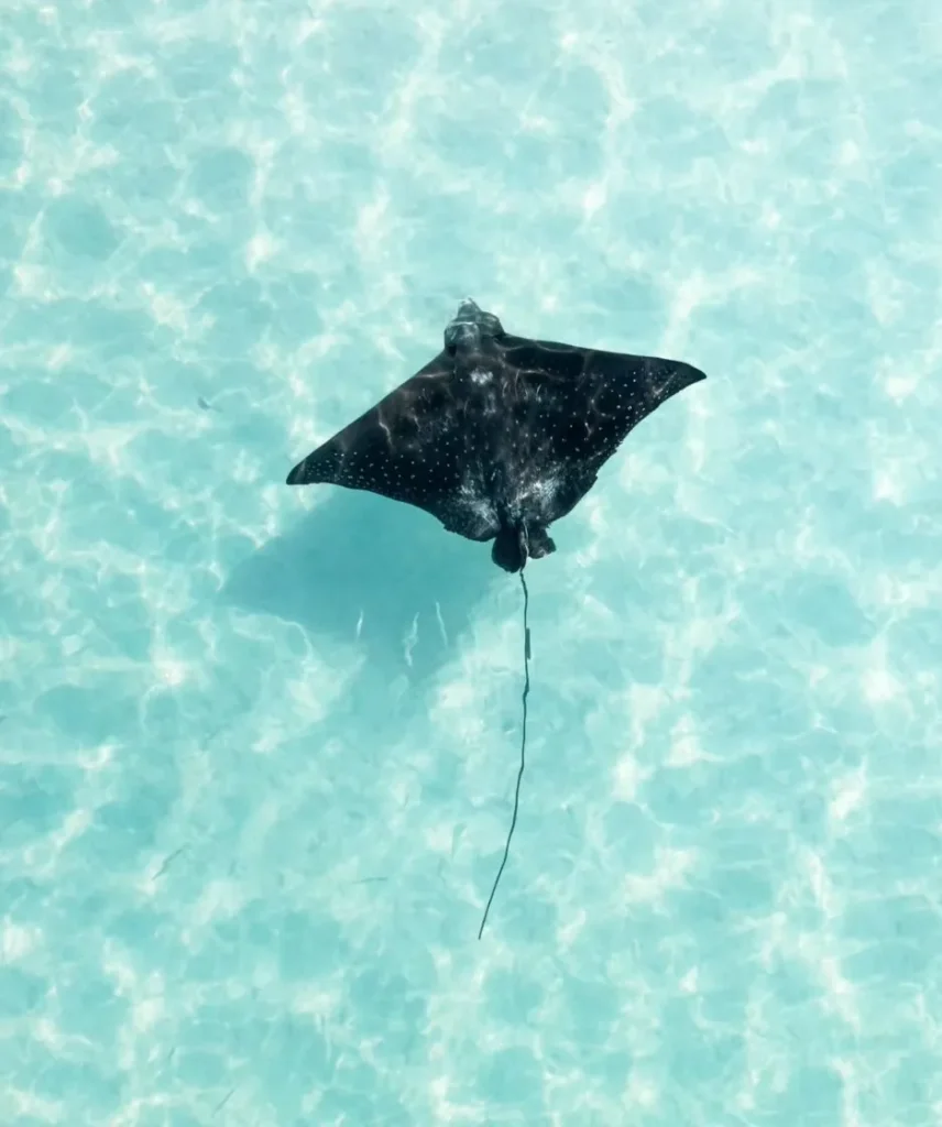 Waters Teeming with Marine Life