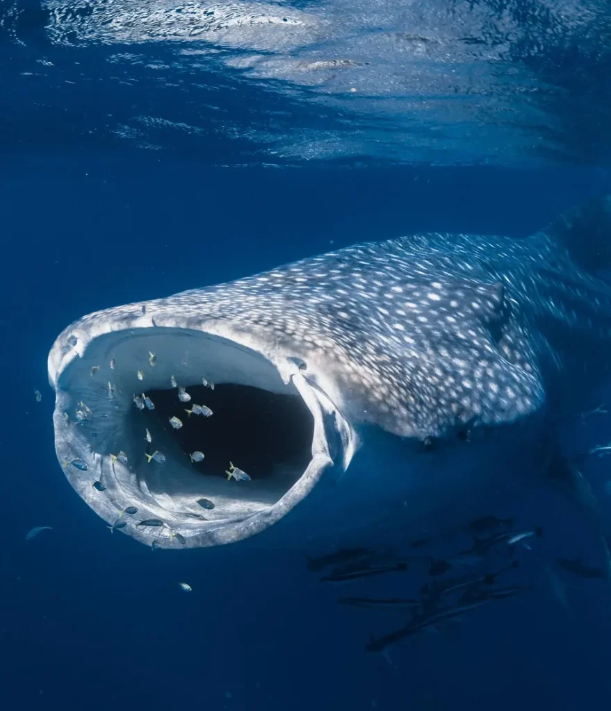 Whale Shark