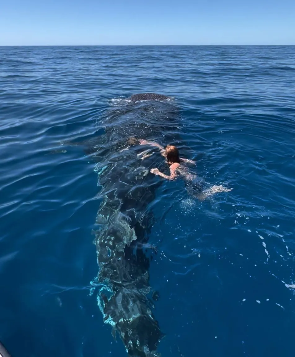 Whale Shark Tours Exmouth