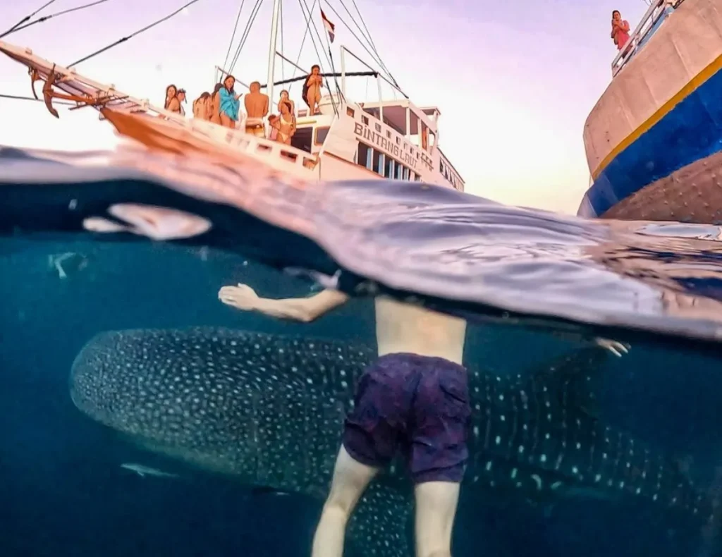 Where is the Best Place for Swimming with Whale Sharks