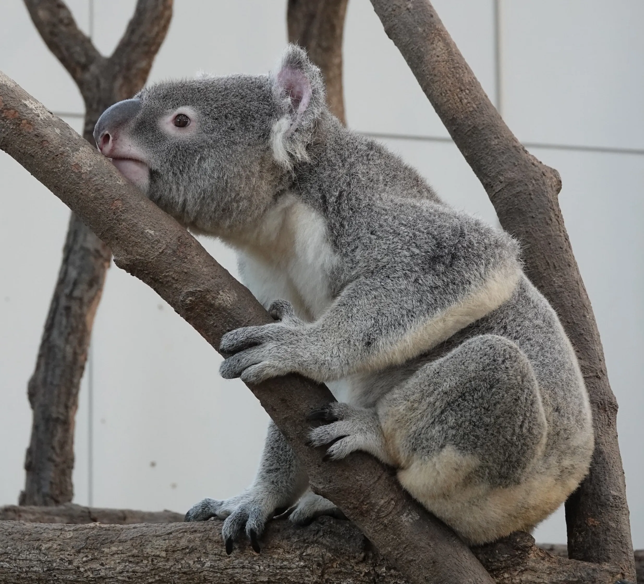 Australian wildlife koalas