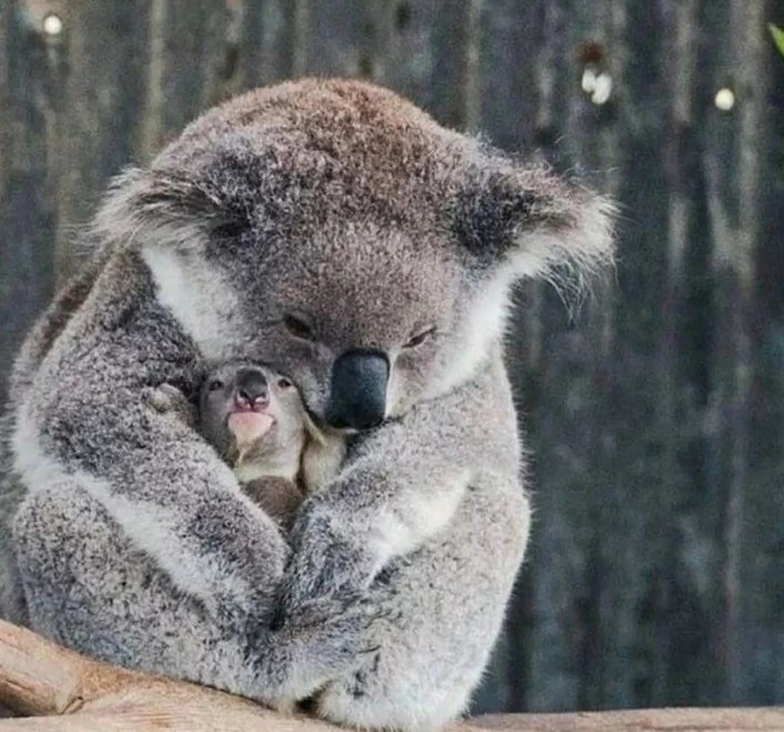 best places to see koalas in the wild
