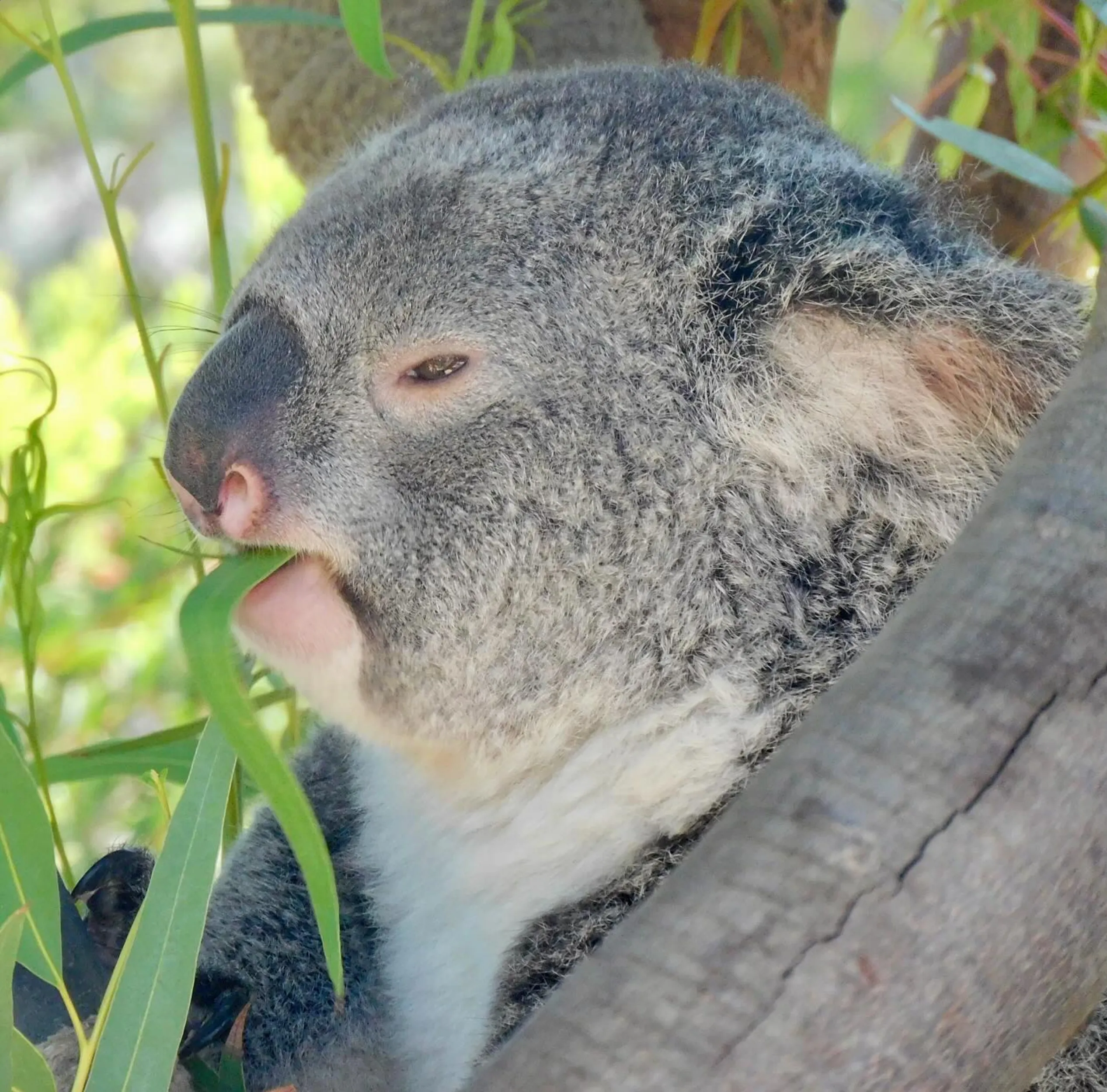 koala habitat Australia