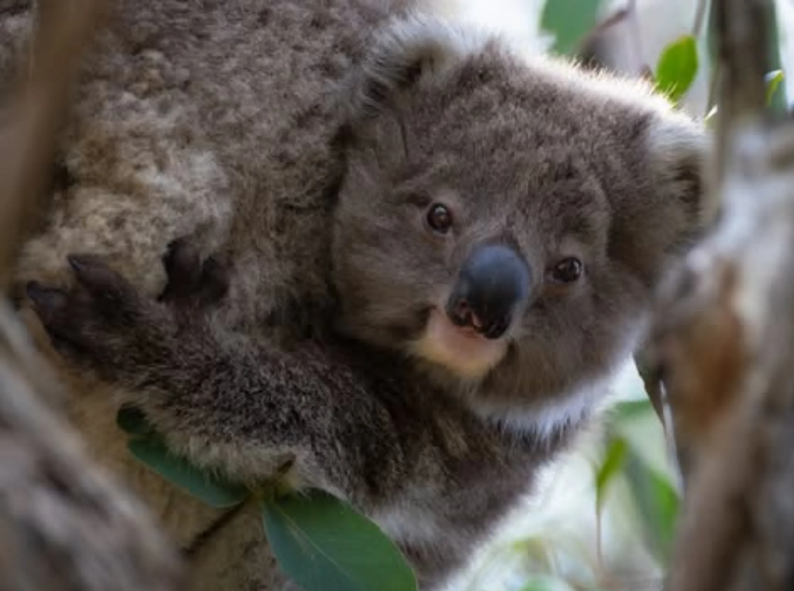 koala locations Australia