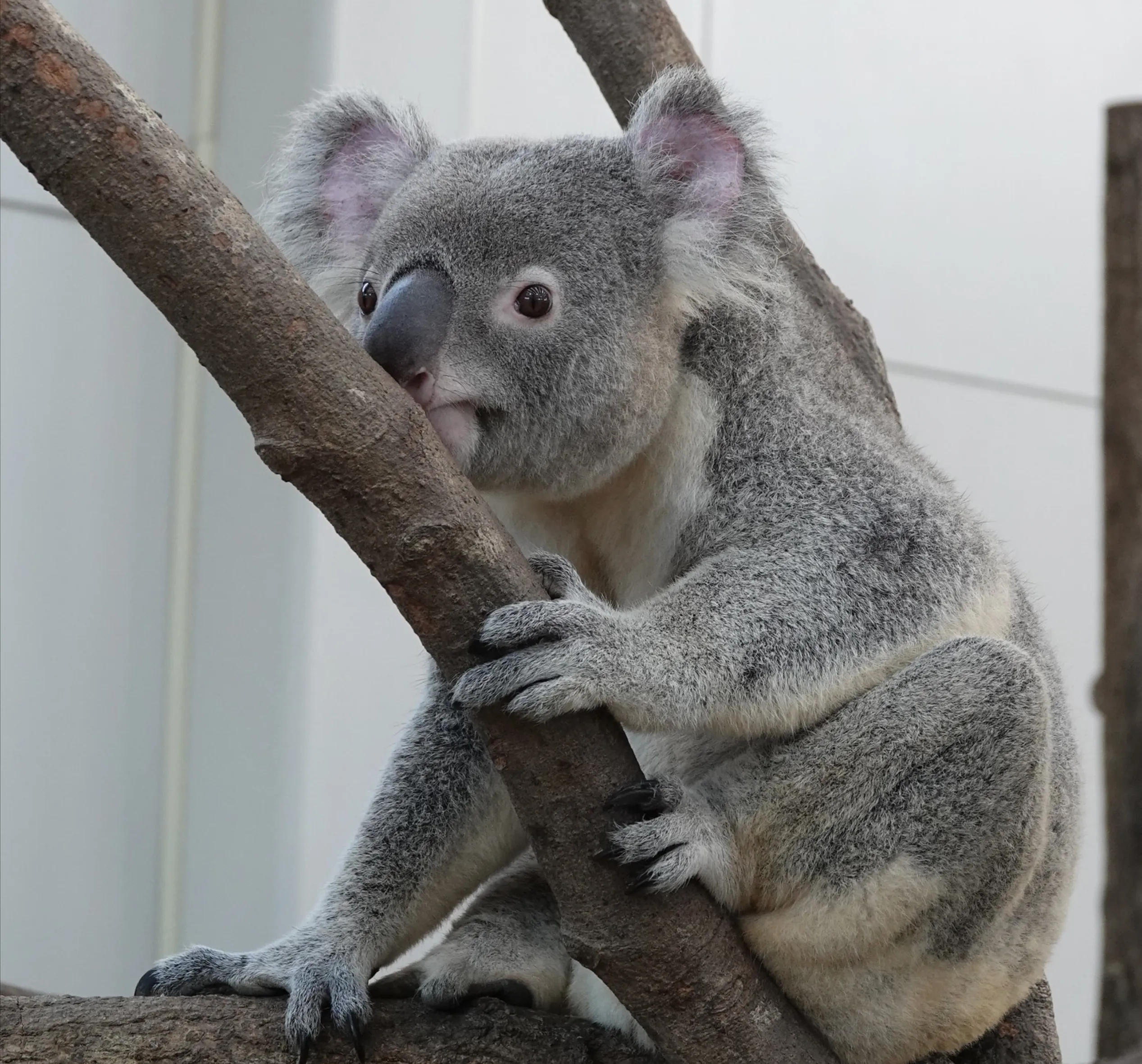 see koalas in Queensland NSW Victoria