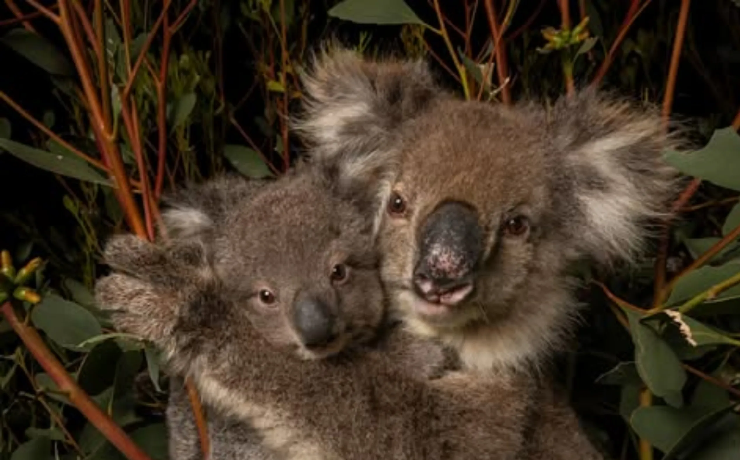 where to see koalas Australia